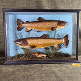 Brown Trout Taxidermy MacLeay of Inverness