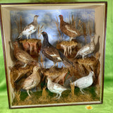 Victorian Taxidermy Grouse Black Game & Ptarmigan