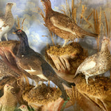 Victorian Taxidermy Grouse Black Game & Ptarmigan
