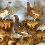 Victorian Taxidermy Grouse Black Game & Ptarmigan
