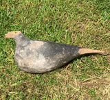 Pair of Yorkshire Pattern Wooden Pigeon Decoys