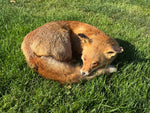 Resting Fox Taxidermy