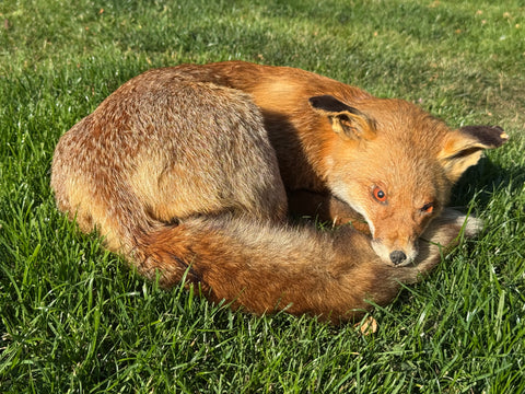 Resting Fox Taxidermy