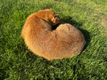 Resting Fox Taxidermy