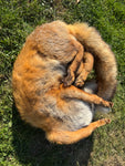 Resting Fox Taxidermy
