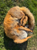 Resting Fox Taxidermy