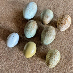 Collection of hand painted Corvid Birds Eggs