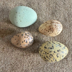 Four Hollow Hand-Painted Birds Eggs