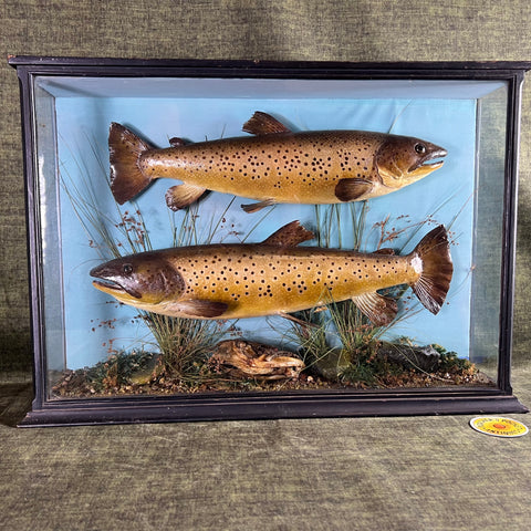 Brown Trout Taxidermy MacLeay of Inverness