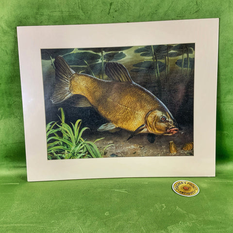 Tench by G Cartwright Mounted Print